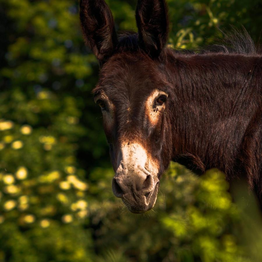 アジェーロラ Agriturismo Sentiero Dei Saporiゲストハウス エクステリア 写真