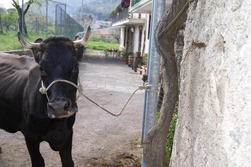 アジェーロラ Agriturismo Sentiero Dei Saporiゲストハウス エクステリア 写真